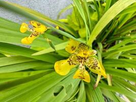 macro uitdrukking van vliegt Aan geel bloemen van Indonesisch trimezia foto