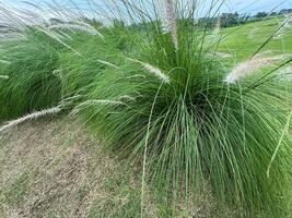 Lomandra cylindrica is een mooi groen fabriek foto