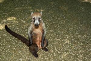 Mexicaans coati in de oerwoud, nasua nasua foto