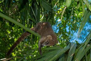 Mexicaans coati in de oerwoud, nasua nasua foto