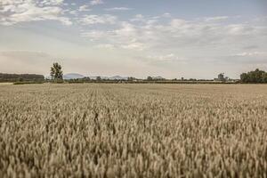Italiaans volwassen gerst veld- in zomer foto