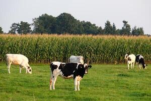 kasteel en natuur in Westfalen foto