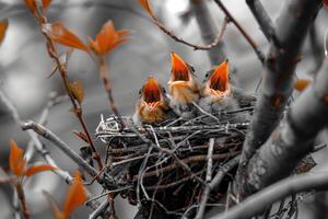 drie baby vogelstand zijn zittend in een nest, een van welke is aan het eten foto