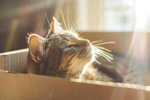 een kat is slapen in een karton doos foto