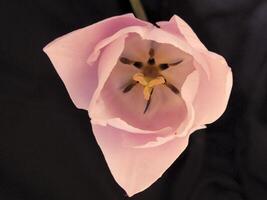 roze tulpen. roze tulp bloem Aan zwart achtergrond foto