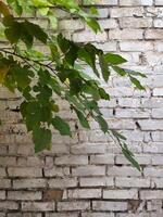 Afdeling van een bladverliezend boom. Afdeling met bladeren Aan de achtergrond van een steen muur foto