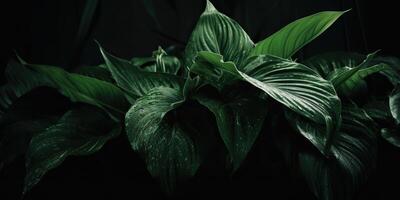 bladeren van spathiphyllum cannifolium abstract groen donker structuur natuur achtergrond tropisch blad decoratief achtergrond tafereel foto