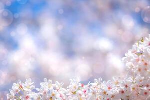 sakura bloemen van roze kleur Aan zonnig achtergrond. mooi natuur voorjaar achtergrond met een Afdeling van bloeiend sakura. foto