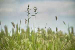 vegetatie en onweer foto