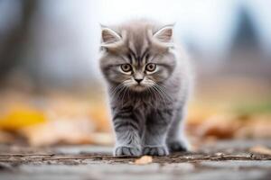 een klein katje is wandelen aan de overkant een grond gedekt in gedaald bladeren, verkennen haar omgeving. foto