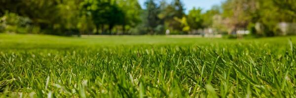 laag hoek visie van levendig groen gras in een park vastleggen de essence van voorjaar en aarde dag feesten, ideaal voor milieu thema's foto