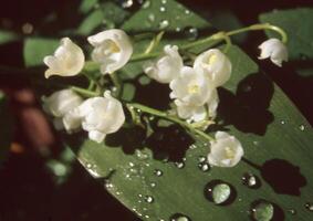 lelietje-van-dalen bloemen foto