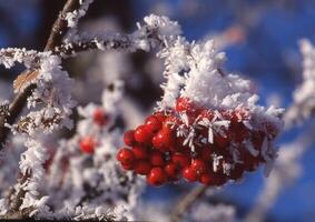 een dichtbij omhoog van rood bessen Aan een boom Afdeling foto