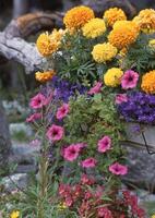 een bloem tuin met veel verschillend bloemen foto