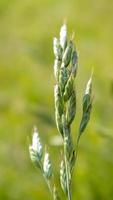 prachtige wilde bloemen en wilde kruiden op een groene weide. warme en zonnige zomerdag. weide bloemen. wilde zomerbloemen veld. zomer landschap achtergrond met prachtige bloemen. foto