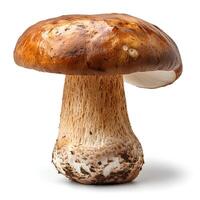 boletus edulis paddestoel geïsoleerd Aan wit achtergrond met schaduw foto