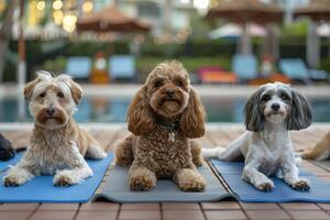 een groep van honden deelnemen in een yoga klasse Bij een huisdier welzijn hotel, ontspanning en geschiktheid gecombineerd foto