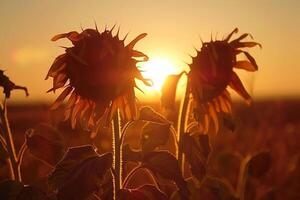 verwelkt zonnebloemen geconfronteerd de instelling zon na een dag van hard zonlicht, symbolisch van uithoudingsvermogen foto