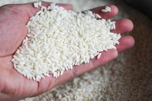jasmijn witte rijst bij de hand in zak, oogst rijst en voedselkorrels kookconcept