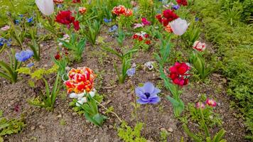 levendig voorjaar tuin met kleurrijk tulpen en gemengd bloemen, ideaal voor Pasen en moeders dag thema's, symboliseert vernieuwing en groei foto