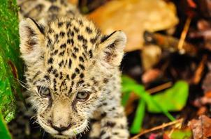 een jonge jaguar in het gras foto