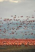 flamingo's bij Lake Nakuru foto