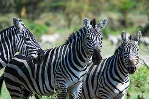 drie zebra's, afrika foto