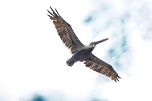 vogel vliegend onder de blauw lucht 3 foto