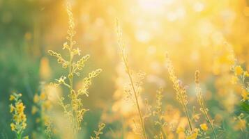 abstract zacht focus zonsondergang veld- landschap van geel bloemen en gras weide warm gouden uur zonsondergang zonsopkomst tijd rustig voorjaar zomer natuur detailopname en wazig Woud achtergrond foto