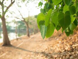 groen bodhi bladeren fladderen terug en vooruit. foto