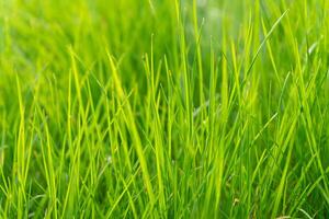 groen gras in weide, veld- of gazon in voorjaar Aan zonsondergang foto