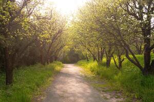 pad door park, steeg met groen gras en appel bomen Aan zonsondergang foto