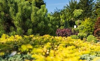 mooi rotstuin tuin vol van pijnboom planten foto