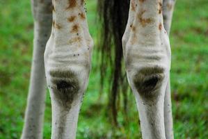 giraffe knieën, afrika foto