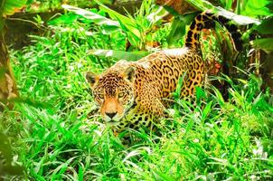 een jaguar in het gras foto