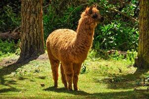 een bruine alpaca foto