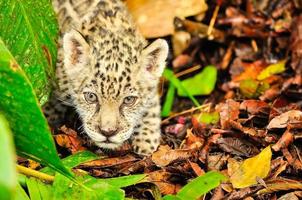 een jonge jaguar in het gras foto