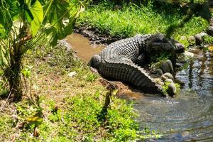 zeer groot reptiel in het water foto