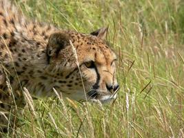 cheetah in een dierentuinomgeving foto