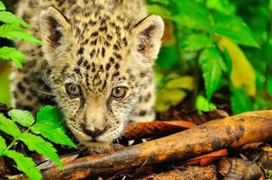 een jonge jaguar in het gras foto