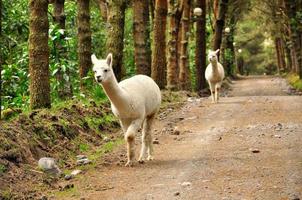 alpaca in een bos foto