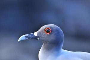 vogel op het Galapagos-eiland San Cristobal foto
