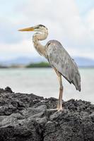 een reiger op de rotsen foto