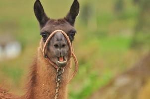 een lama, ecuador foto