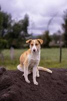 een lichtgekleurde hond zittend op een berg zand foto