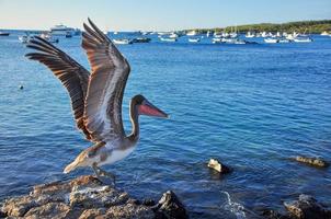 pelikaan die opstijgt van de rotsen foto