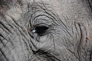 een close-up van een olifantenoog foto