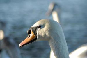 close up van een zwaan foto