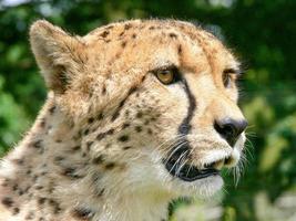 cheetah in een dierentuinomgeving