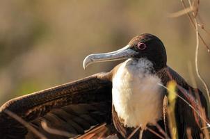 fregatvogel zittend in de klif foto